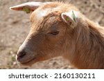 Portrait of a West African Dwarf goat in a petting zoo. He is light brown and has ear tags