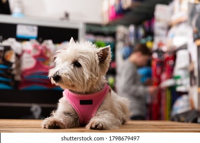 Portrait Of West Highland Terrier Dog In A Pet Store