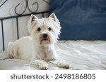 Portrait of a West Highland White Terrier