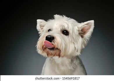 Portrait West Highland White Terrier Westie licking his lips