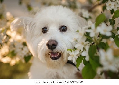 犬 りんご の写真素材 画像 写真 Shutterstock