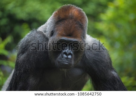 Portrait of a west lowland silverback gorilla