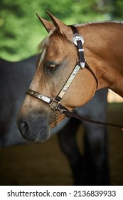 Portrait Of A Western Horse At Show