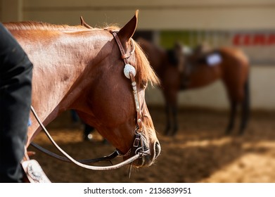 Portrait Of A Western Horse At Show