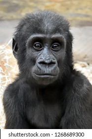 Portrait of the Western lowland gorilla (Gorilla gorilla gorilla) baby
