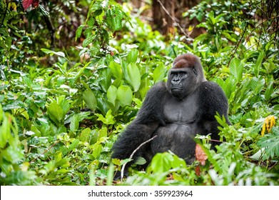 Portrait of a western lowland gorilla (Gorilla gorilla gorilla) close up at a short distance. Silverback - adult male of a gorilla in a native habitat. Jungle of the Central African Republic.