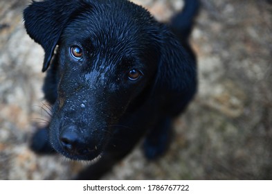 Portrait Of Wet Black Lab 