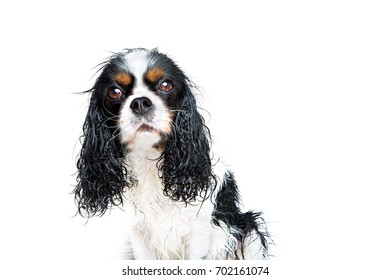 Portrait Of Wet Dog After The Shower Isolated On White