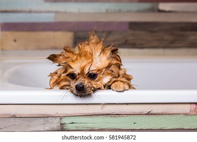 portrait wet dog in the shower bath