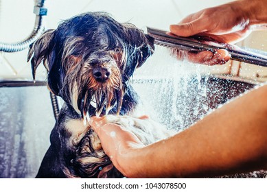 Portrait Of A Wet Dog. Toned Image. Yorkshire Terrier In The Bathroom In The Beauty Salon For Dogs. In The Washing Process Close