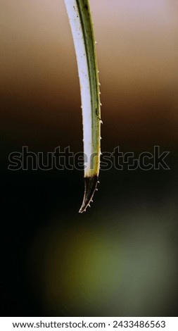 Similar – Image, Stock Photo vinegar tree Nature Branch