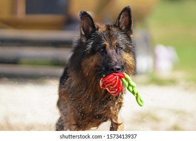 long haired german shepherd stuffed animal