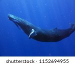 Portrait of a whale while it is swimming in the blue ocean (sea). Concept: Nature, holiday, travel