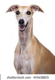 Portrait Of Whippet Dog