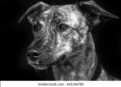 108 Greyhound cross Images, Stock Photos & Vectors | Shutterstock