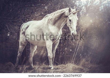 Portrait of a white arabian horse dressed as unicorn outdoors