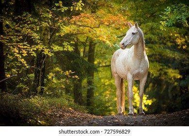 portrait of white arabian horse standing in forest. background of autumn colorful forest.