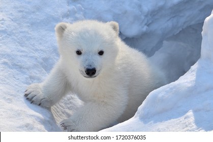 Portrait Of A White Bear