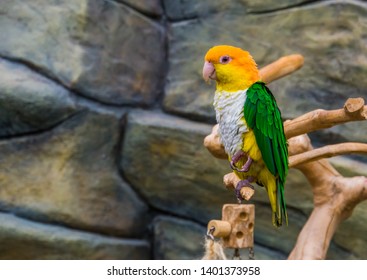 Portrait Of A White Bellied Caique, Popular And Colorful Pet In Aviculture, Endangered Bird Specie From The Amazon Of Brazil