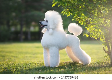 Porträt des White Big Royal Poodle Hundes. Draußen