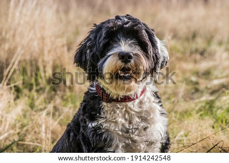 portrait of a white and black Portuguese Water Dog wearing a collar