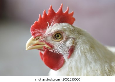 Portrait of a white broiler chicken