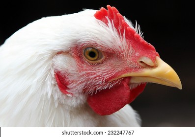 Portrait Of A White Broiler Chicken