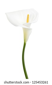 Portrait White Calla Lily Isolated On Stock Photo 125453261 | Shutterstock