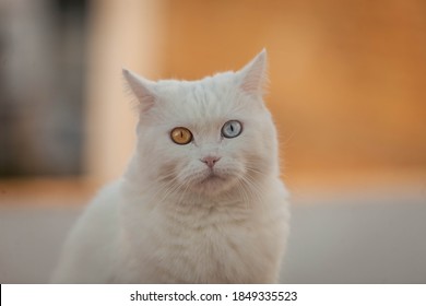 Portrait Of White Cat With Heterochromia In Eyes