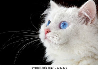Portrait Of A White Cat On A Black Background...