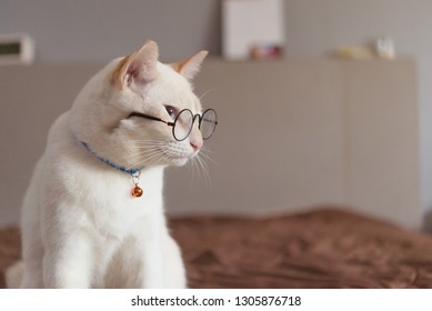 Portrait of White Cat wearing glasses and,pet fashion concept.