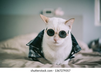 365 Mafia cats Images, Stock Photos & Vectors | Shutterstock