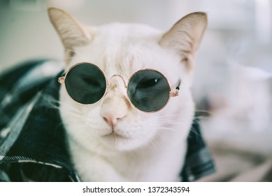 white cat with glasses