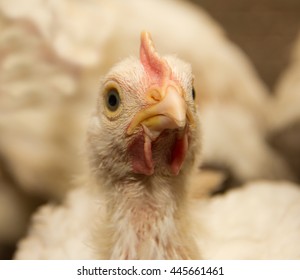 Portrait of a white chicken. Poultry farm