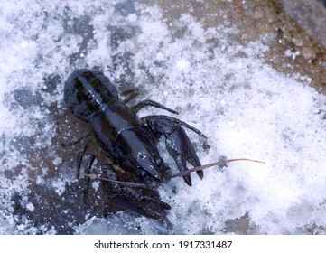 Portrait Of White Clawed Crayfish On A Snowy River Edge