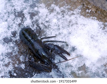 Portrait Of White Clawed Crayfish On A Snowy River Edge