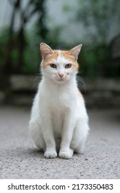 Portrait Of A White Cute Street Cat. Fluffy Homeless Pet Sits And Looking On The Camera. Homeless Animals On The Streets Of The City In Search Of Shelter