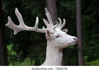 Portrait Of A White Deer