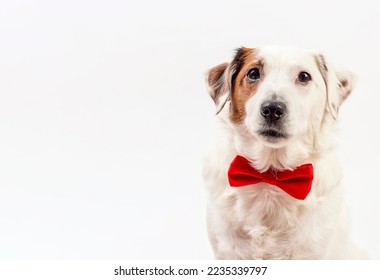 Portrait of a white dog with a red butterfly. The photo can be used for flyers, calendars, banners.There is room for text . - Shutterstock ID 2235339797
