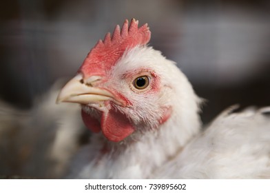 Portrait of white domestic hen with red crest on head.Chicken poultry producing natural meat & eggs.Broiler chick growing in incubator farm.White layer chicken grows in livestock farm