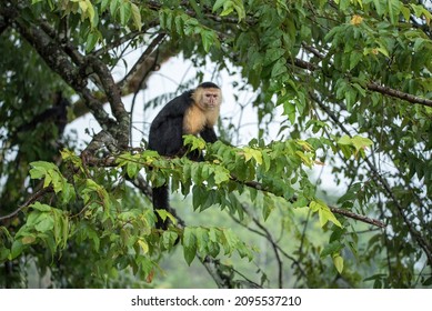 Portrait Of White Faced Capuchin Monkey In Panama