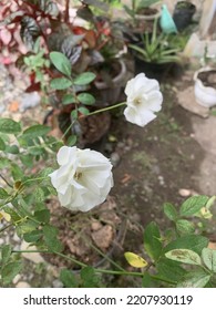 Portrait Of White Flowers Decorating A Small Home Garden