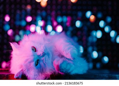 Portrait white fluffy cat  Studio neon colorful light  Thoroughbred domestic kitty poses blue pink gradient background  Well  groomed pets  cool animals  meme concept 