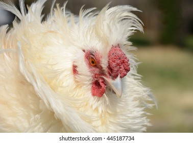 311 Frizzle chicken Images, Stock Photos & Vectors | Shutterstock