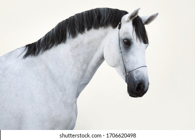 portrait of a white gray horse on a white background