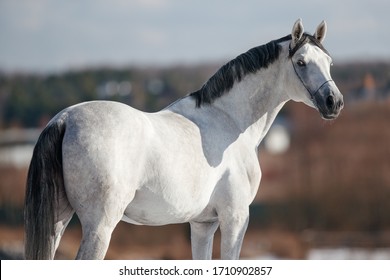 White Horse Hd Stock Images Shutterstock