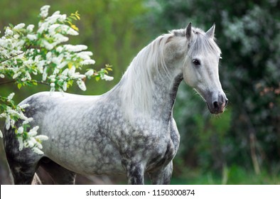 portrait of a white gray horse in summer in green leaves with white flowers