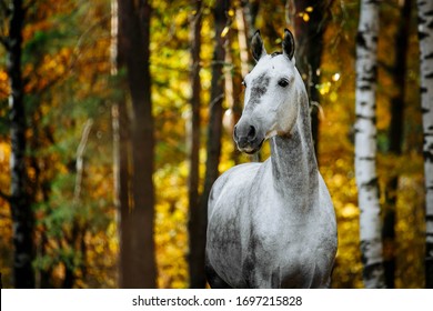 Portrait of white, grey horse stallion posing in autumn forest. Horizontal photo