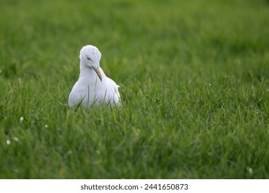 A portrait of a white gull, mew or seagull seabird sitting in the green grass of a meadow on the countryside. The feathered animal is looking around searching for food.  - Powered by Shutterstock