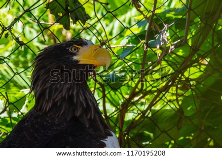 Portrait of a white headed bald eagle or haliaeetus leucocephalus